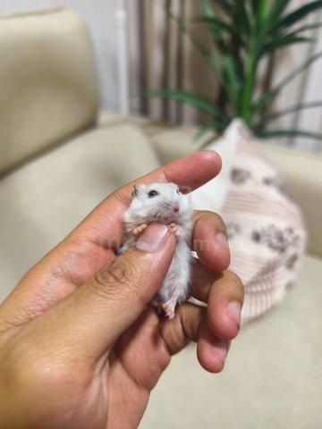 Winter White Hamster - photo 4 of 6