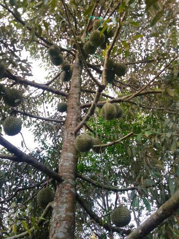 2.8 acres matured 110 durian trees 6 years old Oochee & Musang King 1