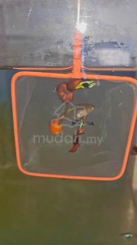 Carousel Image
