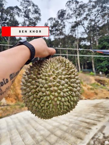 Leisure Agricultural Land | Durian Farm | Sungai Lembu | Bm | PENANG 1