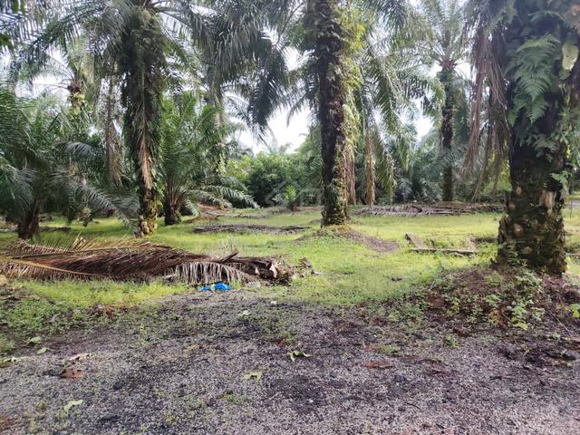 Telok Panglima Garang Land 📌14 Acres 📌Freehold 5