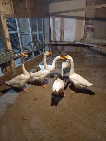Carousel Image