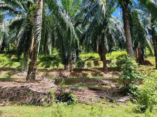Agricultural Land At Area Semeling 1