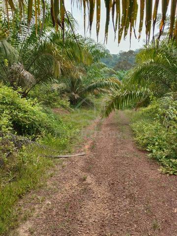 Palm Oil Plantation For Sale 1