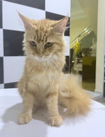 Mainecoon - photo 2 of 2