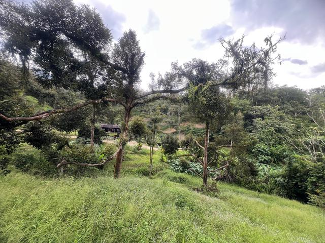 6.12 acres Durian farm near Taman Makmur Heights Bentong town 1