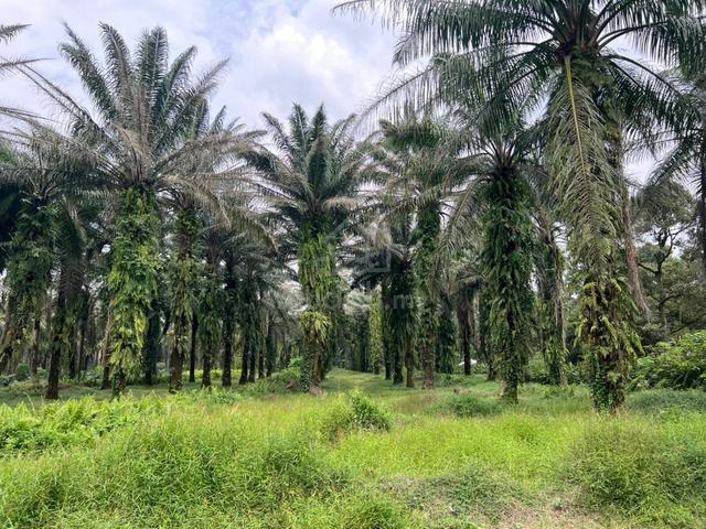 Jenjarom Argicultural Land Below Market Price Well Manage Land 1