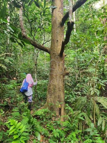 WTS Tanah Dusun Durian Area Seremban Di Kampung Panchor 1