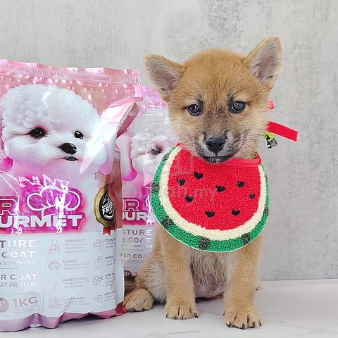 Carousel Image Selected
