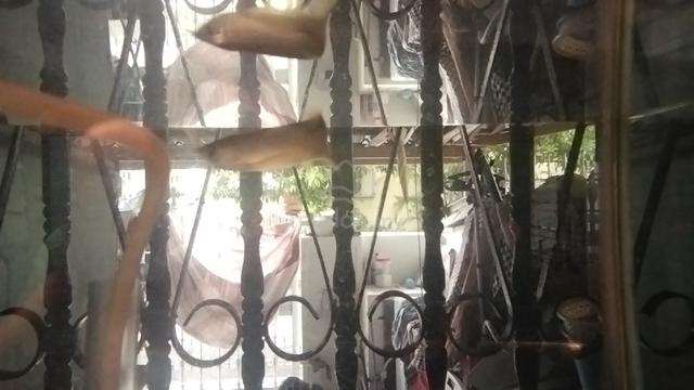 Carousel Image
