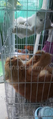 2 ekor dewasa kucing untuk dilepaskan..  - photo 6 of 6