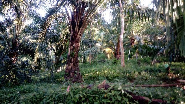 Kebun Sawit 2 ekar dekat dengan kawasan sungai berkelah 1