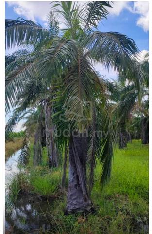 Tanah Kebun Kelapa Sawit 1