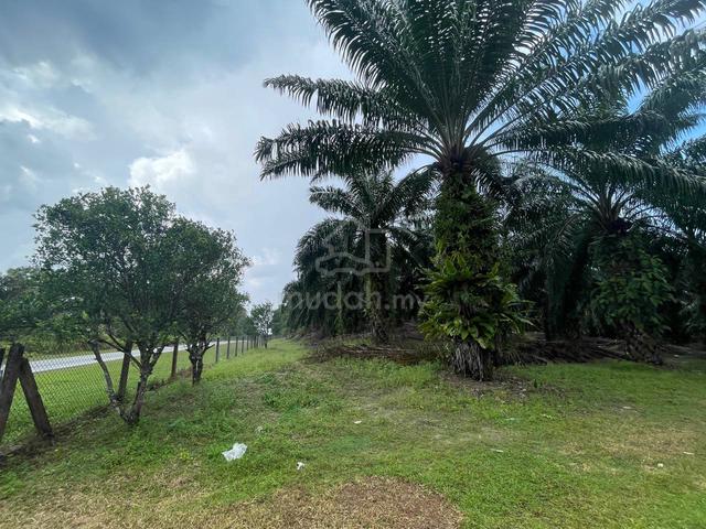 Tanaha kelapa sawit di ibok kemaman 4