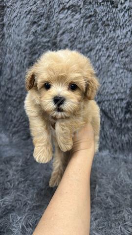 Maltipoo Male n Female Puppies M&F - photo 3 of 4