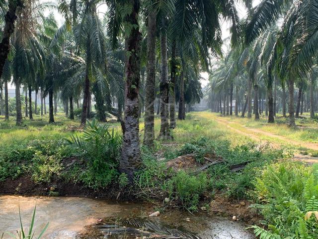 Ijok land for sale 1