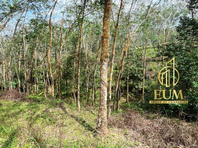 Freehold Agricultural Land Rubber Trees Kuala Pilah Negeri Sembilan 1