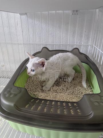 Ms DEVON REX Kucing Import Pure Breed - photo 3 of 3