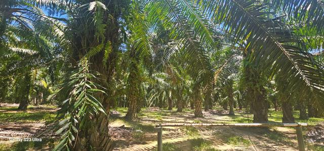 8.3 acres Palm oil Land at Bemban Batu gajah, Perak 1