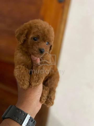 poodle ~5 - photo 2 of 3