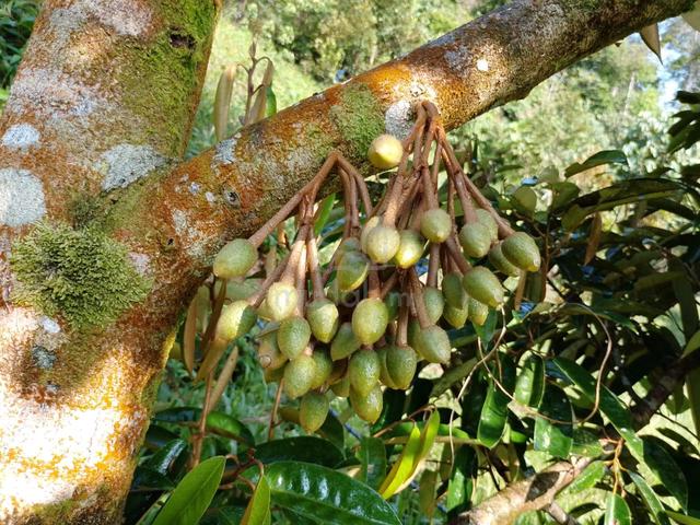CAMPSITE SURROUNDED BY DURIAN TREES - Musang King, Black Thorn Orchard 1