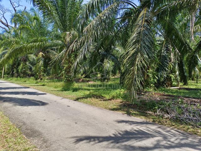2 acres Oil Palm Land @ Tanjung Agas, Pasir Panjang, Port Dickson, N9 3