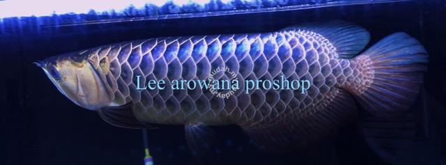 power blue base arowana