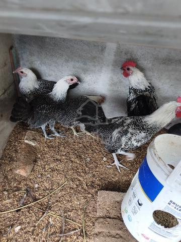 Ayam Arab - photo 2 of 5