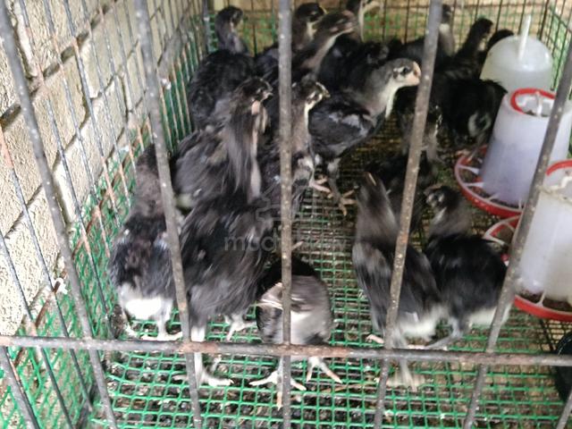 Anak Ayam Black Australop  - photo 2 of 4