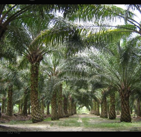 Ampang Pecah Kuala Kubu Bharu 107-Acre Oil Palm Plantation for Sale 1