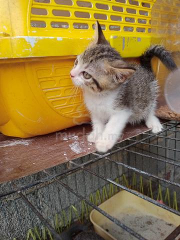 BSH mix Kitten  - photo 2 of 3