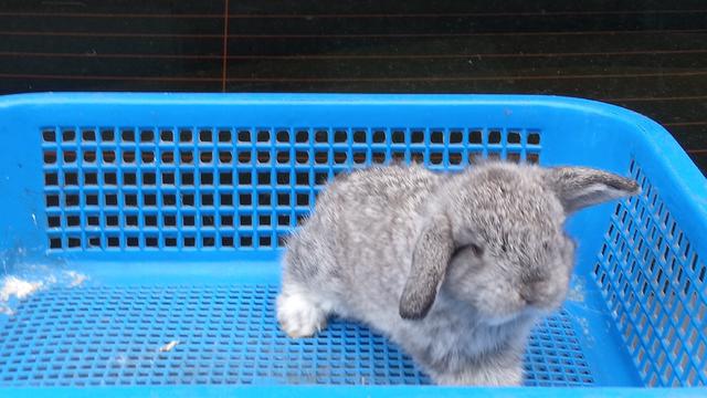 holland lop - photo 2 of 2