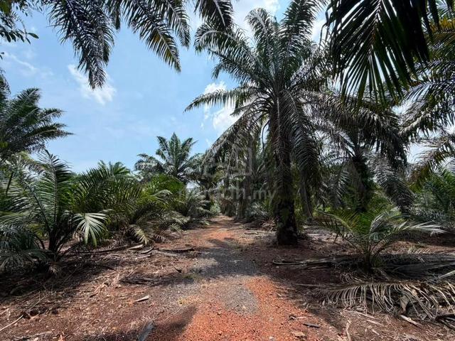 2.25 acre Pontian Land Kampung Tenggayun 1