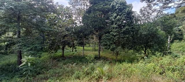 6-Acre Land FOR RENT – Ideal for Musang King Durian & Other Fruits 1
