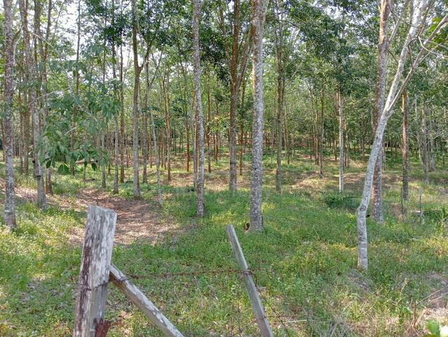Durian Tunggal ,freehold agriculture land 10.5 acres for sale 1