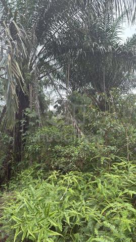 2Acre land 1