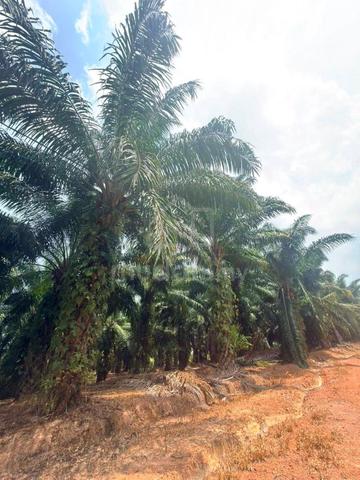 5 Acres Agriculture Zoning Industrial Land @ Rapid Petronas, Pengerang 1