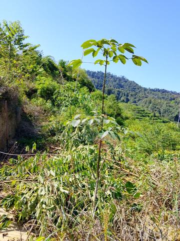 Kebun Getah 5 Ekar Siap Teres & Jalan (GUAL IPOH) 1