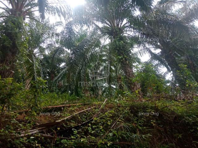 Oil Palm (Kelapa Sawit) Agriculture Land Baling ,Kedah For Sale 1