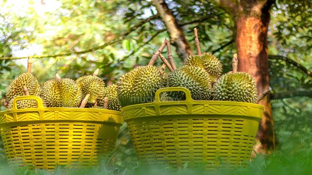 Durian Plantations Land, Manchis, Karak Bentong, Pahang 5