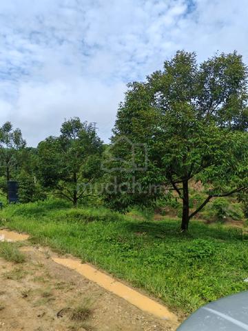Raub 17+2 Acres Freehold Durian + Mix Fruit Orchard For Sales 1