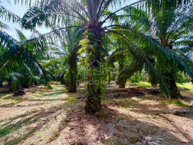 Pontian @ Serkat Agriculture Land 3.14 acre for Sale 1