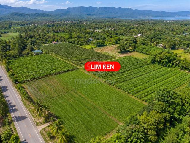 Pinang Tunggal 84.7acres Agriculture Land (good location) 1