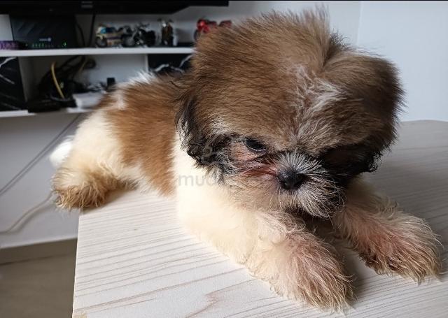 Shih Tzu puppy  - photo 2 of 2