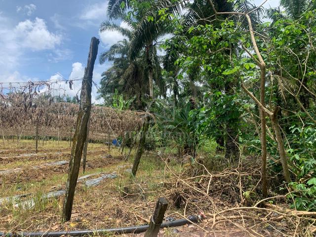 Land 8.5 Acres freehold / 15 minute from mainroad / Kulai Johor 3