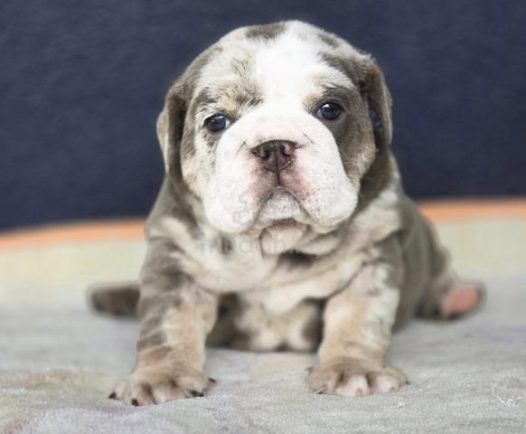 【2025A/W新作★送料無料】 BULLDOG ENGLISH PUPPIES for Pets - MALE Only BullDog E131 洋書