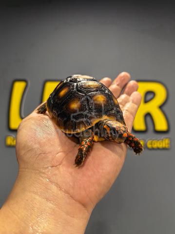 Carousel Image