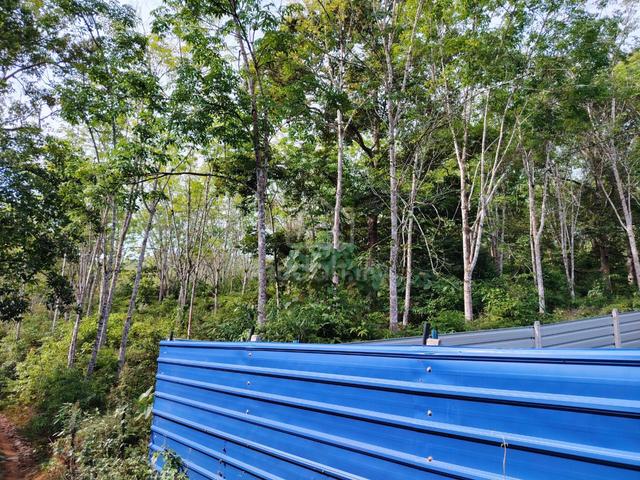 Land with mature rubber & durian trees, scenic spot, cheap price 1