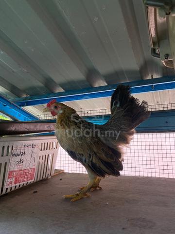 Ayam Hutan x Serama - photo 2 of 3