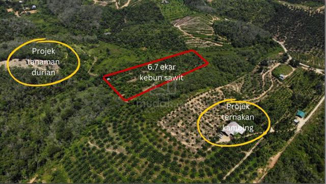 Tanah Ladang Kelapa Sawit Mukim Sedim 1